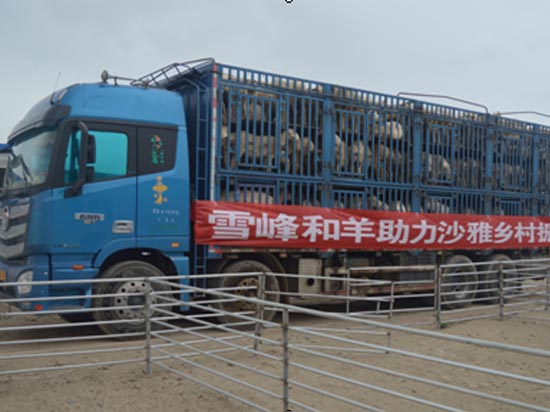 多胎种羊正式入住雪峰奥群羊业沙雅县万只核心育种场